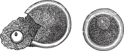 embryologie, ancien gravé illustration vecteur