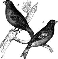 râler ou fringilla montifringille et carduelis chloris ou européen verdier ancien gravure vecteur