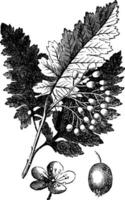 blanc cendre ou fraxinus americana ancien gravure vecteur