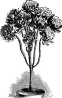 arbre aeonium ou aeonium arboreum ancien gravure vecteur
