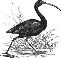 écarlate ibis ou eudocime ruber ancien gravure vecteur