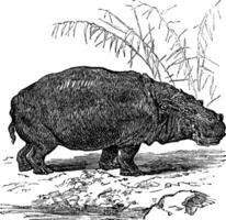 hippopotame ou hippopotame amphibius ancien gravure vecteur