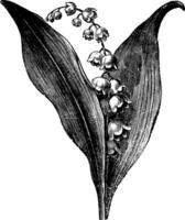 convallaria majalis ou lis de le vallée, ancien gravure vecteur