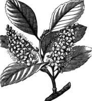 Cerise laurier prunus Laurocerasus ou Cerise laurier ancien gravure vecteur