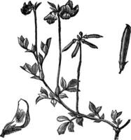 des oiseaux pied trèfle ou lotus corniculatus ancien gravure vecteur