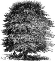 hêtre arbre ancien gravure vecteur