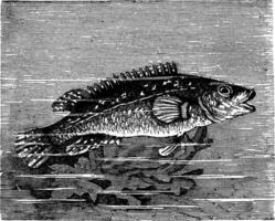 Vicille mer labre maculatus ou ballan wrasse ancien gravure vecteur