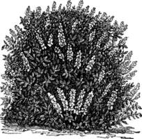 goupillon Buckeye ou aesculus parviflora ancien gravure vecteur