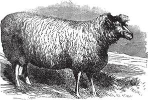 Leicester mouton ou Bakewell Leicester, ancien gravure vecteur