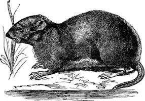 Ondatra, fibre zibéthique ou rat musqué, ancien gravure vecteur