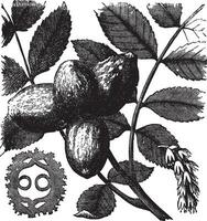 noyer ou juglans sp., ancien gravé illustration vecteur