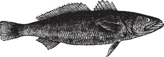 otholithes ruber ou tigre denté croasseur poisson, ancien gravure vecteur