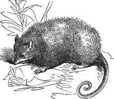 opossum ou didelphis virginienne, ancien gravure vecteur