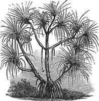 pandanus candélabre ancien gravure vecteur