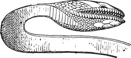 serpents diriger, ancien gravure. vecteur