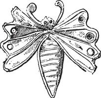 papillon or, ancien gravure. vecteur