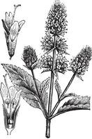 menthe poivrée, ancien gravure. vecteur