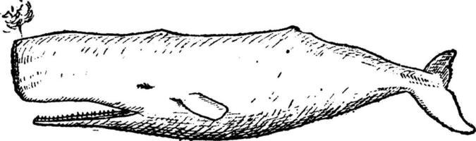 sperme baleine ou cachalot, ancien gravure. vecteur