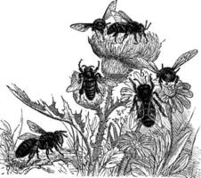 les abeilles, ancien gravure. vecteur