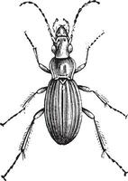 insecte de le genre carabus, ancien gravure. vecteur