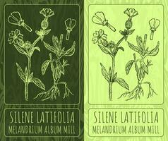 vecteur dessins silène latifolia . main tiré illustration. Latin Nom melandrium album moulin.