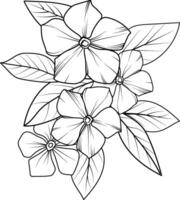 pervenche fleurs illustration coloration page, simplicité, embellissement, monochrome, vecteur art, contour impression avec fleurs pervenche fleur, catharanthus roseus bouquet feuilles