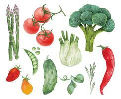 ensemble de divers des légumes. aquarelle coloré des légumes pour culinaire Blog, bannière, social médias poste, comme Ingrédients des illustrations pour en bonne santé et végétarien repas, recettes, impression. vecteur