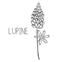 esquisser de lupin fleur vecteur illustration dans griffonnage style. botanique guérison herbes. rustique branché verdure