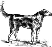 harrier ou canis lupus familiaris ancien gravure vecteur
