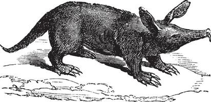Aardvark ou orycteropus, ancien gravure. vecteur