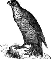 pèlerin faucon ou falco pérégrinus, ancien gravure vecteur