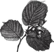 noisette ou corylus sp., ancien gravé illustration vecteur