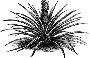 ananas, Ananassa sativa ou ananas comosus vieux ancien gravure. vecteur