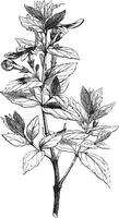 teucrium ou germandrées, ancien gravure. vecteur