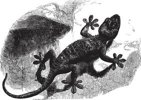 mur gecko, ancien illustration. vecteur