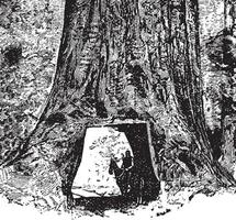 séquoia ancien illustration. vecteur
