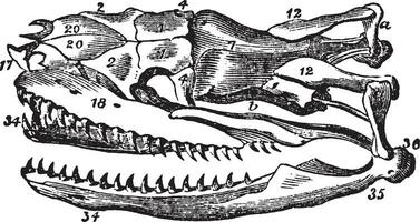 serpent crâne, ancien illustration. vecteur