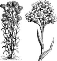 habitude et détaché inflorescence de héliptère humboldtianum ancien illustration. vecteur