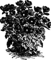 bégonia ancien illustration. vecteur