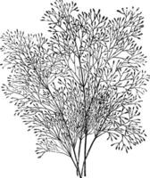 agrostis nébuleuse herbe ancien illustration. vecteur