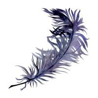 main tiré aquarelle mardi gras carnaval symboles. oiseau plume penne plumage, violet violet lilas. Célibataire objet isolé sur blanc Contexte. conception fête invitation, imprimer, boutique, mariage, costume vecteur