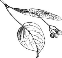 tilia fruit ancien illustration. vecteur