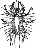 récolte cocher, ancien illustration. vecteur