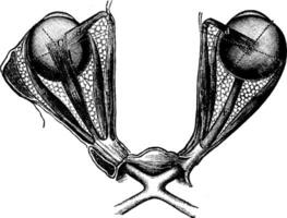 téléscripteur muscles de tous les deux yeux, ancien gravure. vecteur