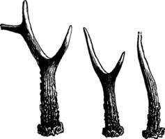 successif formes pris par le bois de une cerf, ancien gravure. vecteur