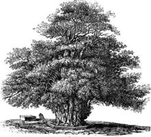 if arbre ou taxus baccata à st. helens église dans darley derbyshire Angleterre ancien gravure vecteur