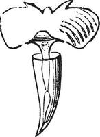 Cléodora ancien illustration. vecteur