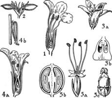 ordres de les acanthacées, les myoporacées, les phrymacées, et plantaginaceae ancien illustration. vecteur