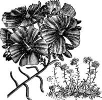 fleur et habitude de calandrinie ombelle ancien illustration. vecteur