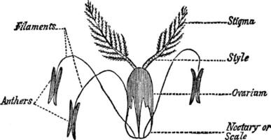 illustration vintage d'herbe de lance annuelle. vecteur